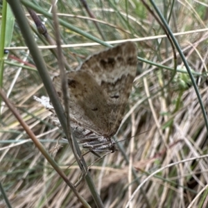 Chrysolarentia argocyma at Bimberi, NSW - 25 Jan 2023