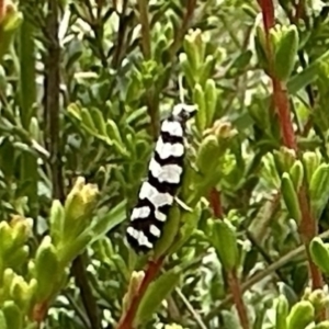 Technitis amoenana at Cotter River, ACT - 25 Jan 2023 01:35 PM