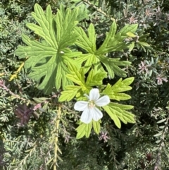 Geranium sp. (Geranium) at Namadgi National Park - 25 Jan 2023 by Pirom
