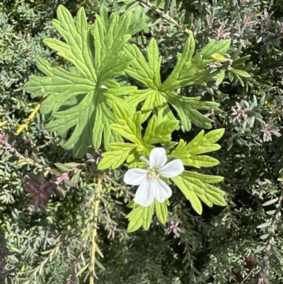 Geranium sp. (Geranium) at Cotter River, ACT - 25 Jan 2023 by Pirom