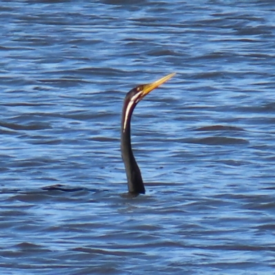 Anhinga novaehollandiae (Australasian Darter) at Molonglo Valley, ACT - 25 Jan 2023 by MatthewFrawley