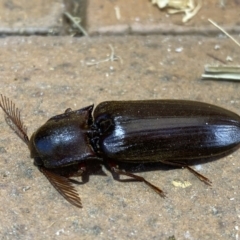 Pseudotetralobus australasiae (Click beetle) at Jerrabomberra, NSW - 26 Jan 2023 by SteveBorkowskis