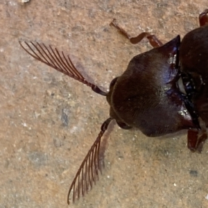 Pseudotetralobus australasiae at Jerrabomberra, NSW - 26 Jan 2023