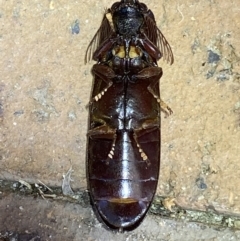 Pseudotetralobus australasiae at Jerrabomberra, NSW - 26 Jan 2023