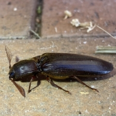 Pseudotetralobus australasiae at Jerrabomberra, NSW - 26 Jan 2023