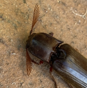 Pseudotetralobus australasiae at Jerrabomberra, NSW - 26 Jan 2023