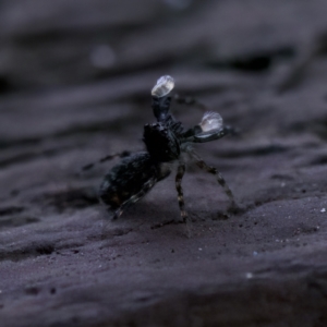 Proszynellus sp. (genus) at Florey, ACT - 25 Jan 2023