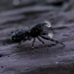 Proszynellus sp. (genus) at Florey, ACT - suppressed