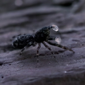 Proszynellus sp. (genus) at Florey, ACT - 25 Jan 2023