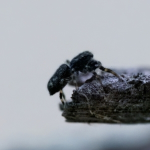 Proszynellus sp. (genus) at Florey, ACT - 25 Jan 2023