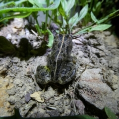 Limnodynastes tasmaniensis (Spotted Grass Frog) at Mongarlowe River - 25 Jan 2023 by arjay
