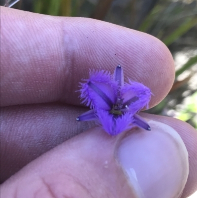 Thysanotus juncifolius (Branching Fringe Lily) at Sassafras, NSW - 28 Dec 2022 by Tapirlord