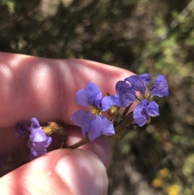 Dampiera stricta (Blue Dampiera) at Coolumburra, NSW - 27 Dec 2022 by Tapirlord