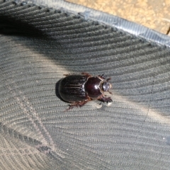 Dasygnathus sp. (genus) (Rhinoceros beetle) at Mongarlowe River - 25 Jan 2023 by arjay