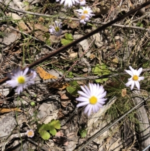 Brachyscome rigidula at Wamboin, NSW - 25 Jan 2023