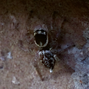 Maratus griseus at Florey, ACT - suppressed