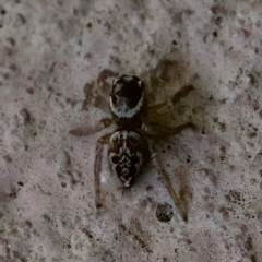 Maratus griseus at Florey, ACT - suppressed