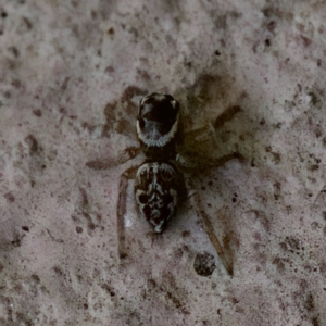 Maratus griseus at Florey, ACT - suppressed