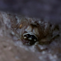 Maratus griseus at Florey, ACT - suppressed