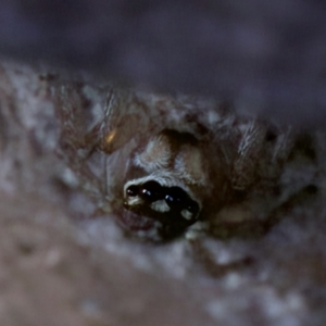 Maratus griseus at Florey, ACT - suppressed