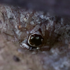 Maratus griseus at Florey, ACT - suppressed