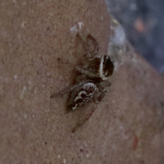 Maratus griseus at Florey, ACT - suppressed