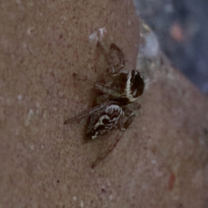 Maratus griseus at Florey, ACT - suppressed