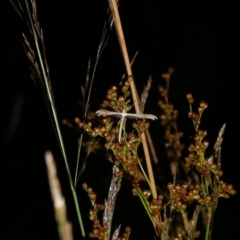 Pterophoridae (family) (A Plume Moth) at Mongarlowe River - 25 Jan 2023 by arjay