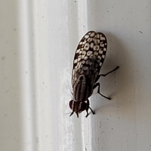 Sapromyza mallochiana at Holt, ACT - 26 Jan 2023