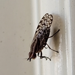 Sapromyza mallochiana at Holt, ACT - 26 Jan 2023