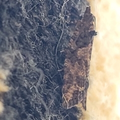 Capua dura at Holt, ACT - 26 Jan 2023