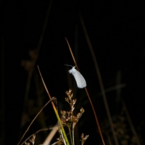 Tipanaea patulella at Charleys Forest, NSW - 25 Jan 2023