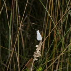 Tipanaea patulella at Charleys Forest, NSW - suppressed