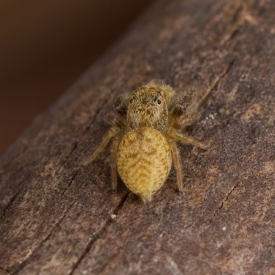 Opisthoncus grassator at Strathnairn, ACT - 21 Jan 2023 by KorinneM