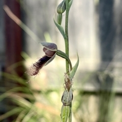 Calochilus therophilus (Late Beard Orchid) at Penrose, NSW - 26 Jan 2023 by NigeHartley