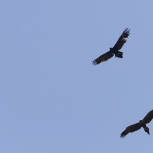 Aquila audax at Molonglo Valley, ACT - 26 Jan 2023