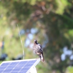 Gymnorhina tibicen (Australian Magpie) at National Arboretum Forests - 25 Jan 2023 by JimL