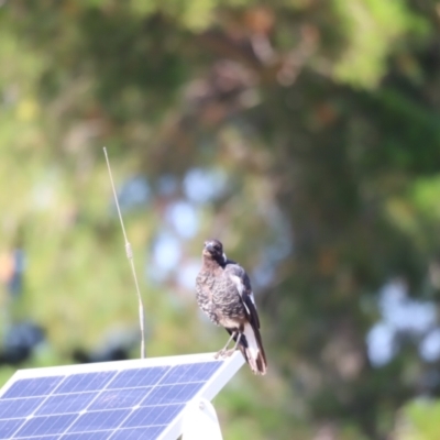 Gymnorhina tibicen (Australian Magpie) at Molonglo Valley, ACT - 25 Jan 2023 by JimL