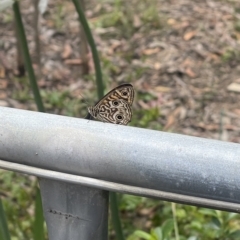 Geitoneura acantha (Ringed Xenica) at Penrose, NSW - 17 Jan 2023 by NigeHartley