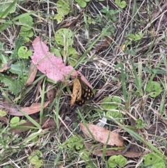 Heteronympha paradelpha (Spotted Brown) at Penrose, NSW - 15 Jan 2023 by NigeHartley