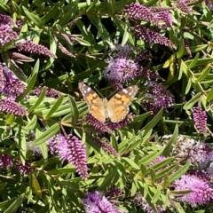 Vanessa kershawi (Australian Painted Lady) at Penrose, NSW - 3 Jan 2023 by NigeHartley