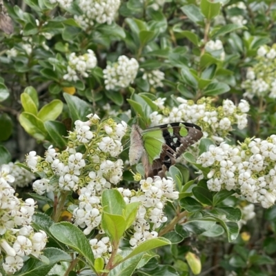Graphium macleayanum (Macleay's Swallowtail) at Penrose, NSW - 3 Jan 2023 by NigeHartley