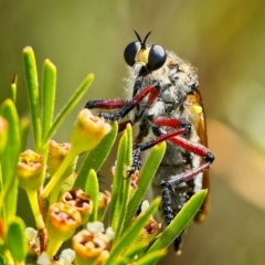 Chrysopogon muelleri (Robber fly) at Stromlo, ACT - 24 Jan 2023 by Kenp12