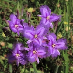 Thysanotus tuberosus subsp. tuberosus (Common Fringe-lily) at Harrison, ACT - 6 Dec 2022 by AndyRoo