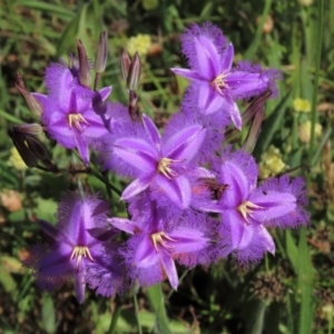 Thysanotus tuberosus subsp. tuberosus at Harrison, ACT - 7 Dec 2022