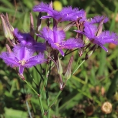 Thysanotus tuberosus subsp. tuberosus at Harrison, ACT - 7 Dec 2022 10:16 AM