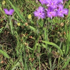 Thysanotus tuberosus subsp. tuberosus at Harrison, ACT - 7 Dec 2022 10:16 AM