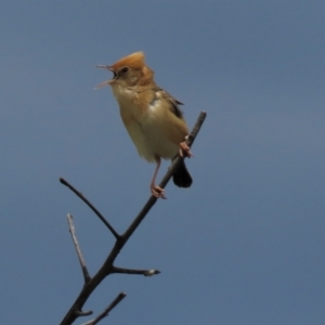 Cisticola exilis at Franklin, ACT - 7 Dec 2022 01:46 PM