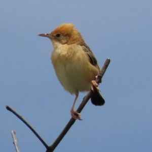 Cisticola exilis at Franklin, ACT - 7 Dec 2022 01:46 PM