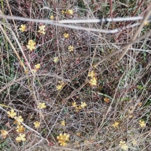 Hypericum gramineum at Jerrabomberra, ACT - 26 Jan 2023